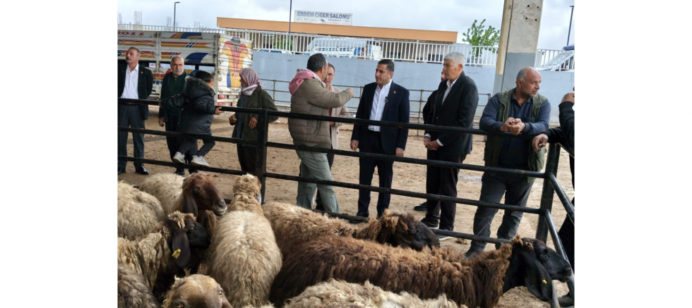 CHP Şanlıurfa İl Başkanı Ferhat Karadağ: “Hayvan Pazarında Tablo Endişe Verici” - GÜNDEM - İnternetin Ajansı